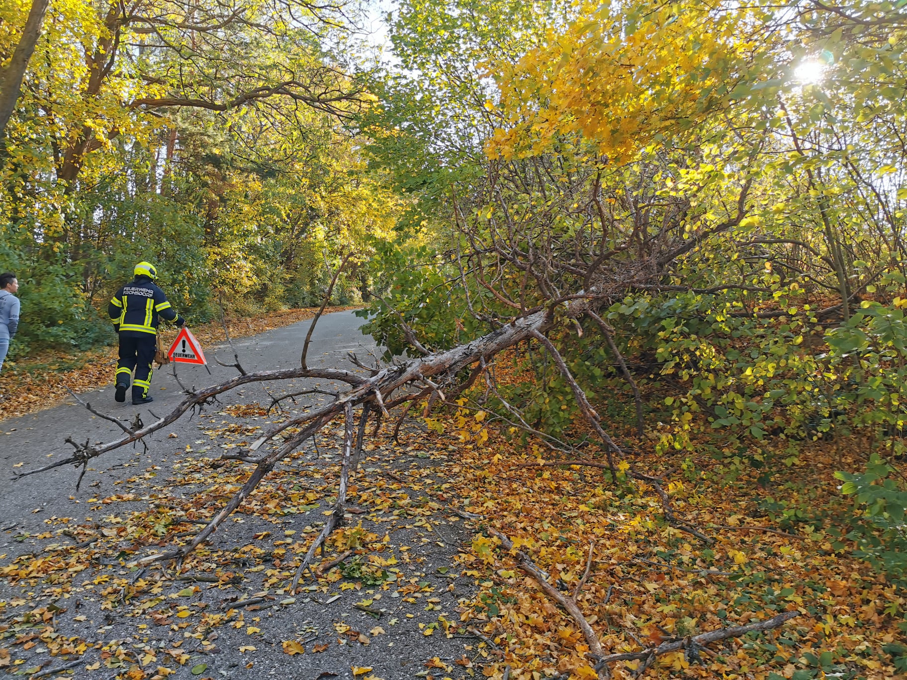 Baum über Straße