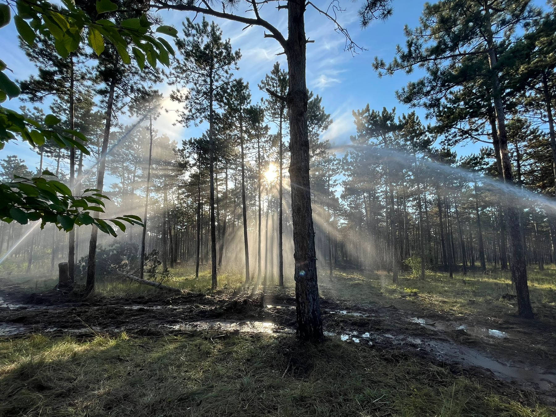 WALD- & FLURBRAND IN GROSSMITTEL