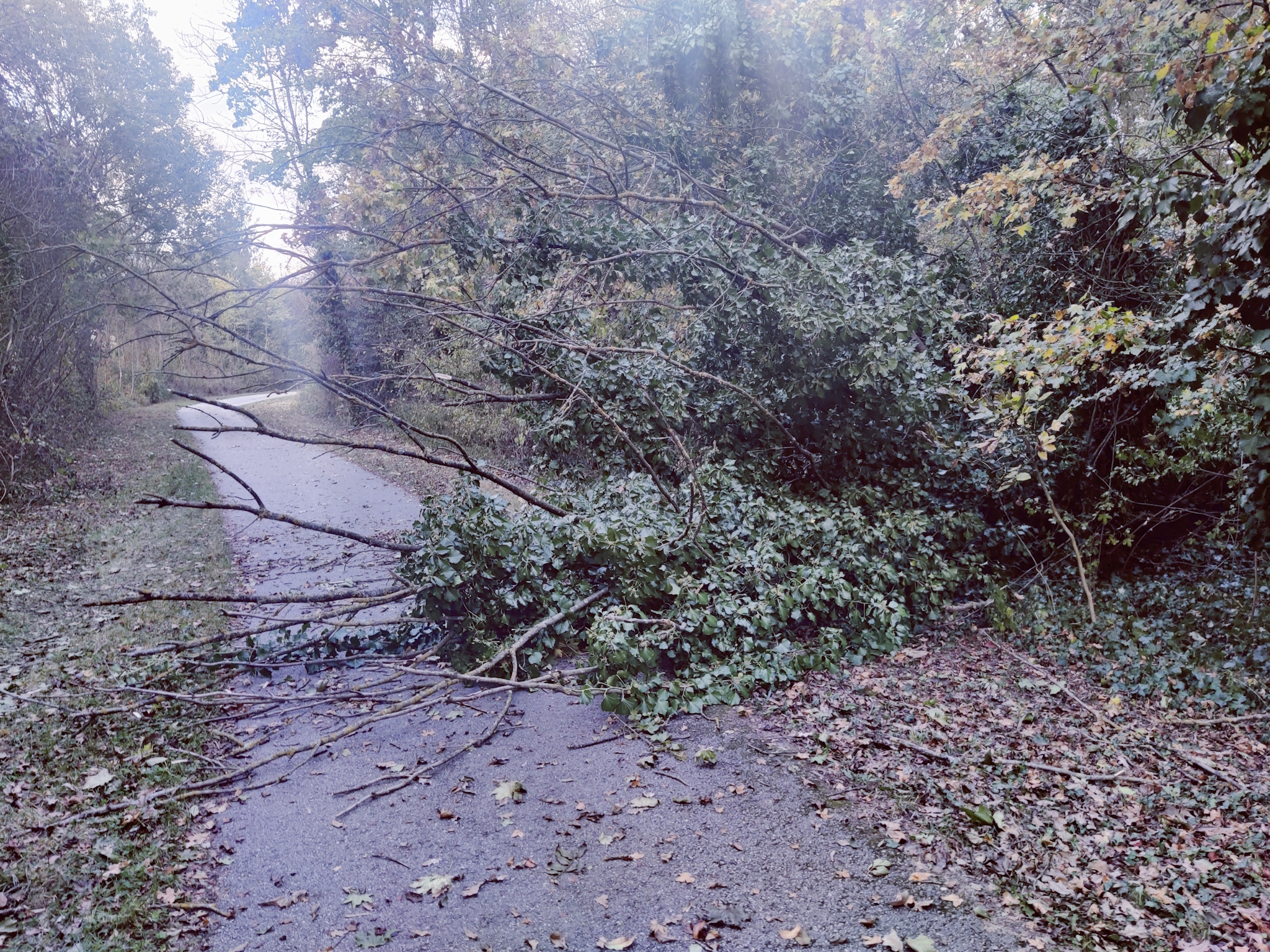 Baum auf Radweg