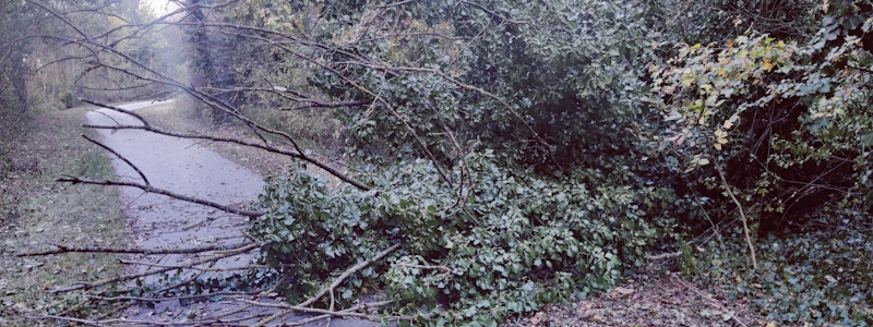 Baum auf Radweg