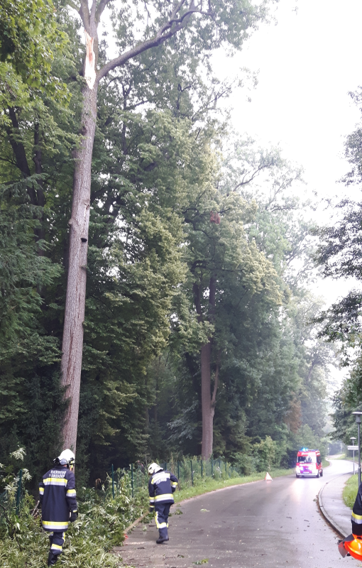 T1 Baum auf Straße